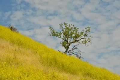 DSC_6431 (Large).JPG